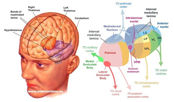 Visualization of the thalamus from Dr. G Bhanu Prakash. The person doesn't look very happy...