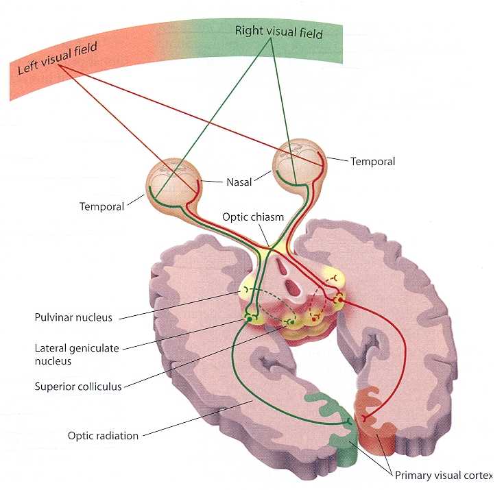 Partial decussation at the optic chiasm, as predicted by Newton (picture from Psychology class at Appalachian State University)