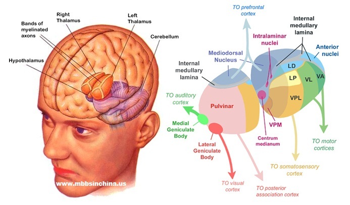 The Thalamus - Draw it to Know it - Neuroanatomy Tutorial 