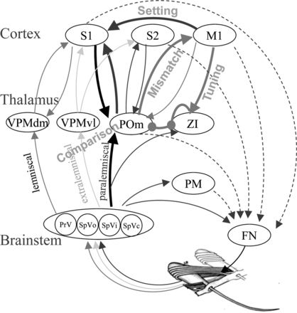 Thalamus-Cortex interactions (image from Ahissar and Oram at Oxfordjournals)